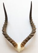 Impalahörner mit Schädelplatte Nr. 289