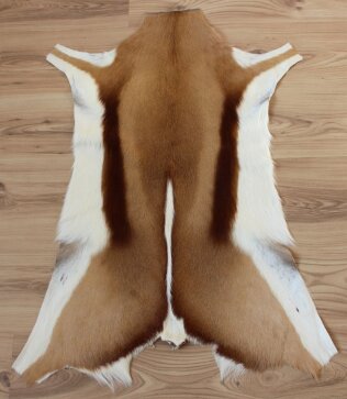 Springbockfell XL aus Südafrika Nr. 252-08