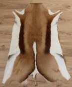 Springbockfell XL aus Südafrika Nr. 252-09