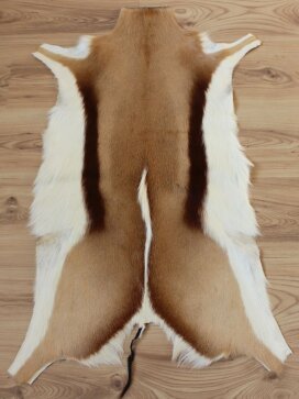 Springbockfell XL aus Südafrika Nr. 252-10