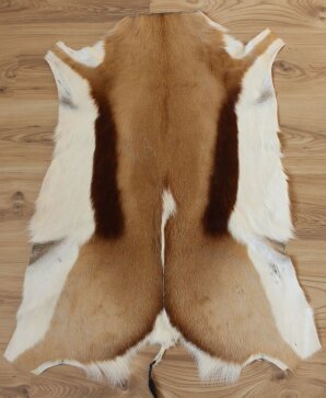 Springbockfell XL aus Südafrika Nr. 252-11