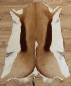 Springbockfell XL aus Südafrika Nr. 252-11