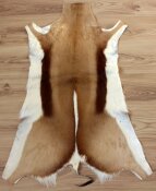 Springbockfell XXL aus Südafrika Nr. 266-07