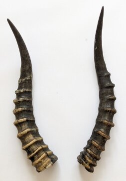 Blessbockhörner - Länge 36 cm