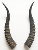 Blessbockhörner - Länge 39 cm