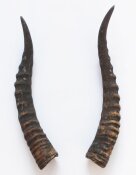 Blessbockhörner - Länge 39 cm