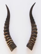 Blessbockhörner - Länge 37 cm