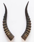 Blessbockhörner - Länge 39 cm