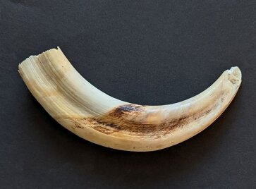 Warzenschweinzahn aus Südafrika Nr. 6011-07