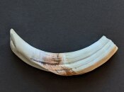 Warzenschweinzahn aus Südafrika Nr. 6011-08
