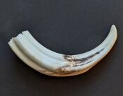 Warzenschweinzahn aus Südafrika Nr. 6011-09