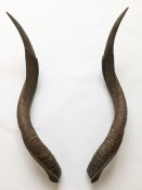 Kuduhörner 67 cm Nr. 2100 aus Südafrika
