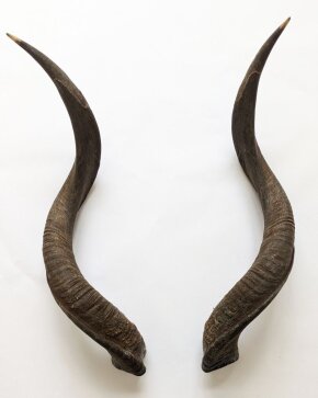 Kuduhörner 72 cm Nr. 2101 aus Südafrika
