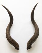 Kuduhörner 72 cm Nr. 2101 aus Südafrika