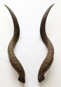Kuduhörner 77 cm Nr. 2102 aus Südafrika
