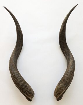 Kuduhörner 67 cm Nr. 2103 aus Südafrika