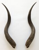 Kuduhörner 67 cm Nr. 2103 aus Südafrika