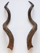 Kuduhörner XL Länge 124 cm Nr. 2113