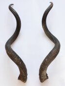 Kuduhörner XL Länge 131 cm Nr. 2115