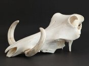 Warzenschweinschädel Oberkiefer echtes Präparat Nr. 2064