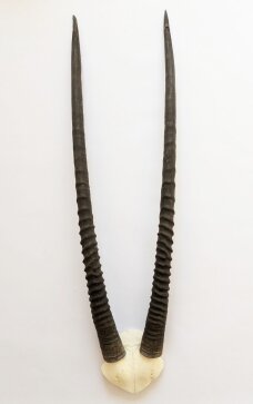 Oryxhörner Nr. 2067