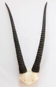 Oryxhörner Nr. 2068