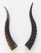 Blessbockhörner - Länge 37 cm