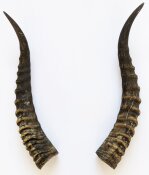 Blessbockhörner - Länge 38 cm
