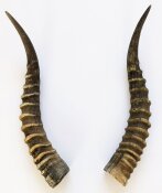 Blessbockhörner - Länge 38 cm