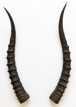 Blessbockhörner weiblich - Länge 40 cm
