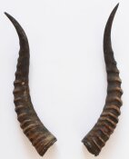 Blessbockhörner - Länge 40 cm