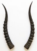 Blessbockhörner weiblich - Länge 40 cm