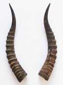 Blessbockhörner - Länge 41 cm