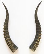 Blessbockhörner - Länge 41 cm