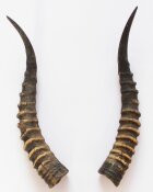 Blessbockhörner - Länge 41 cm