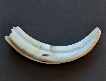 Warzenschweinzahn aus Südafrika Nr. 6011-14
