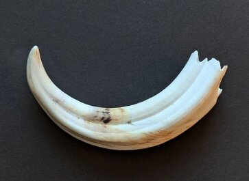 Warzenschweinzahn aus Südafrika Nr. 6011-17