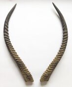 Wasserbockhörner Nr. 2109 aus Südafrika