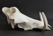 Warzenschweinschädel Oberkiefer echtes Präparat Nr. 2064-04