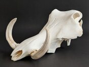 Warzenschweinschädel Oberkiefer echtes Präparat Nr. 2064-04
