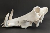 Warzenschweinschädel Oberkiefer echtes Präparat Nr. 2064-04