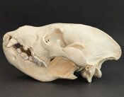 Hyänenschädel XXL echtes Präparat Nr. 2124