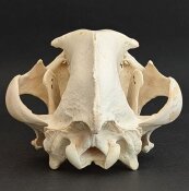 Hyänenschädel XXL echtes Präparat Nr. 2124