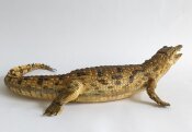 echtes Krokodil, Nilkrokodil Vollmontage Nr. 1