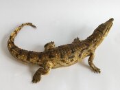 echtes Krokodil, Nilkrokodil Vollmontage Nr. 1