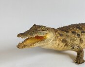 echtes Krokodil, Nilkrokodil Vollmontage Nr. 1