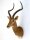 Impala Nr. 52