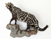 Civet Zibetkatze