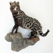 Civet Zibetkatze