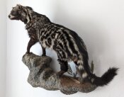 Civet Zibetkatze